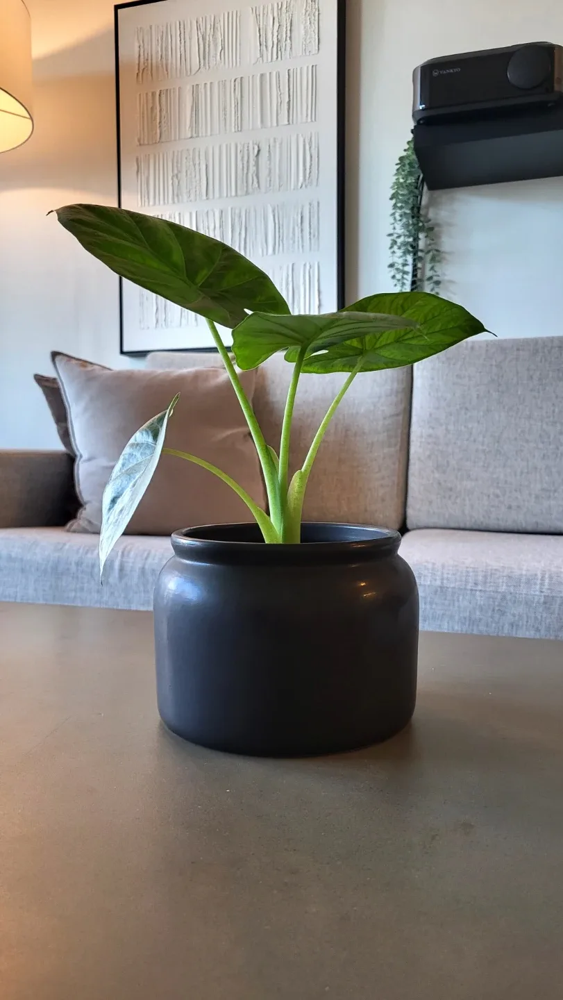 Elephant Ear Plant + Pot