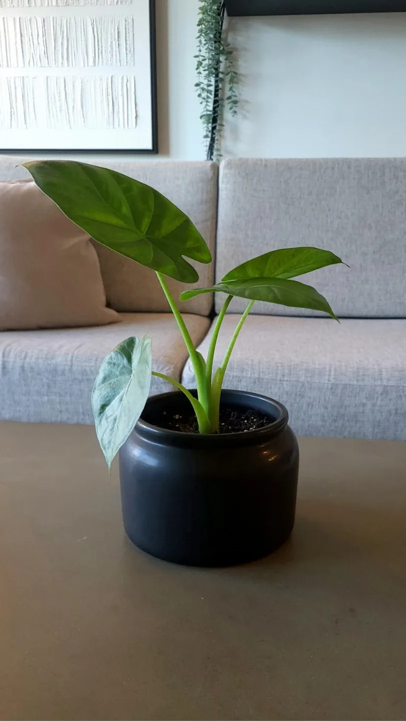 Elephant Ear Plant + Pot image indicator(2)