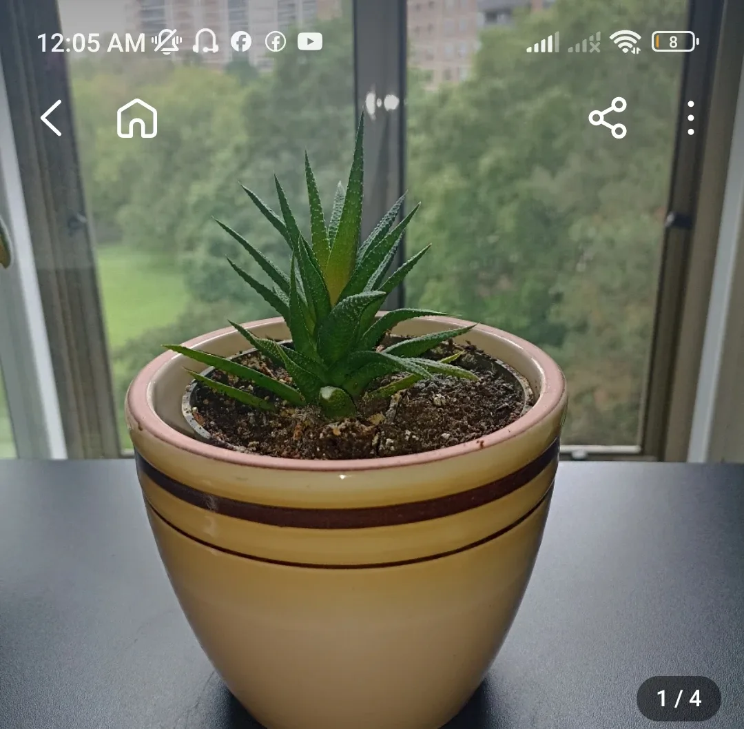 Potted Haworthia Plant image indicator(4)