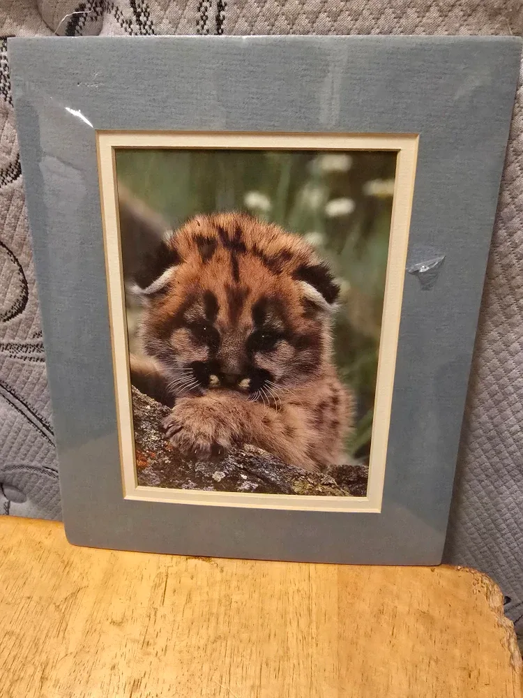 Nature Baby Puma Print - New in Package