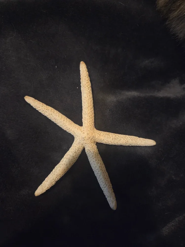Dried starfish