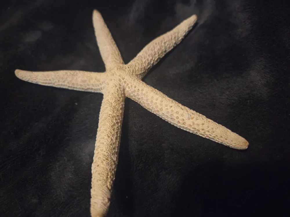 Dried starfish image indicator(3)