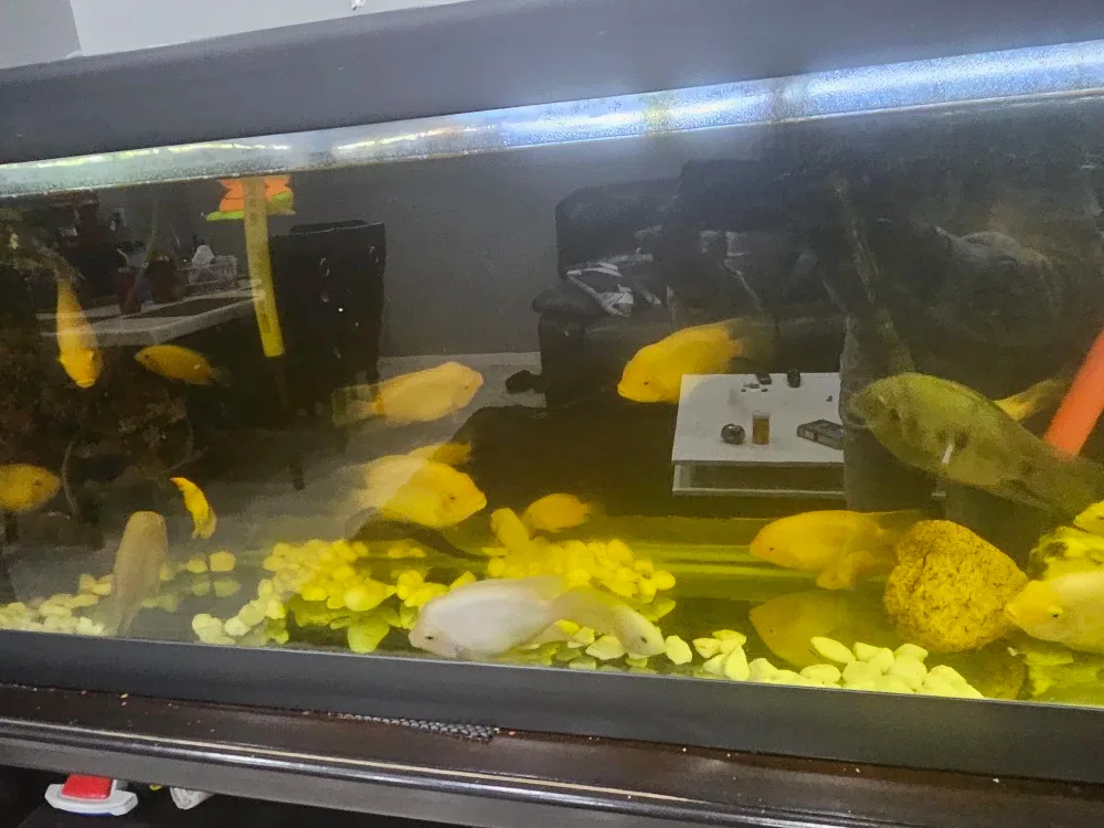 Fish image indicator(2)