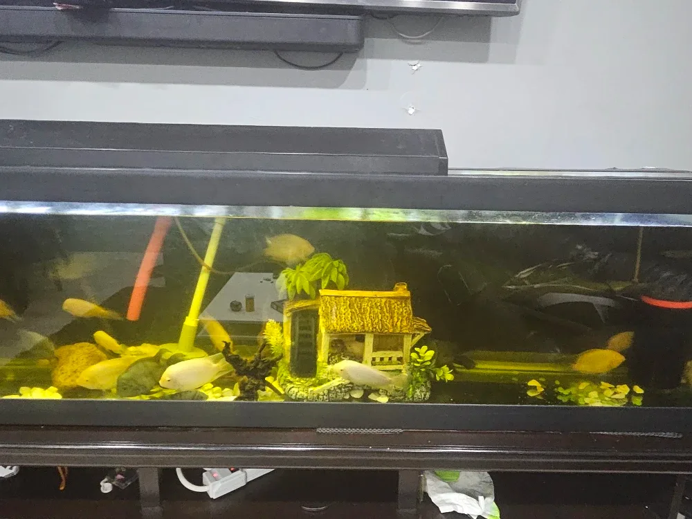 Fish image indicator(3)