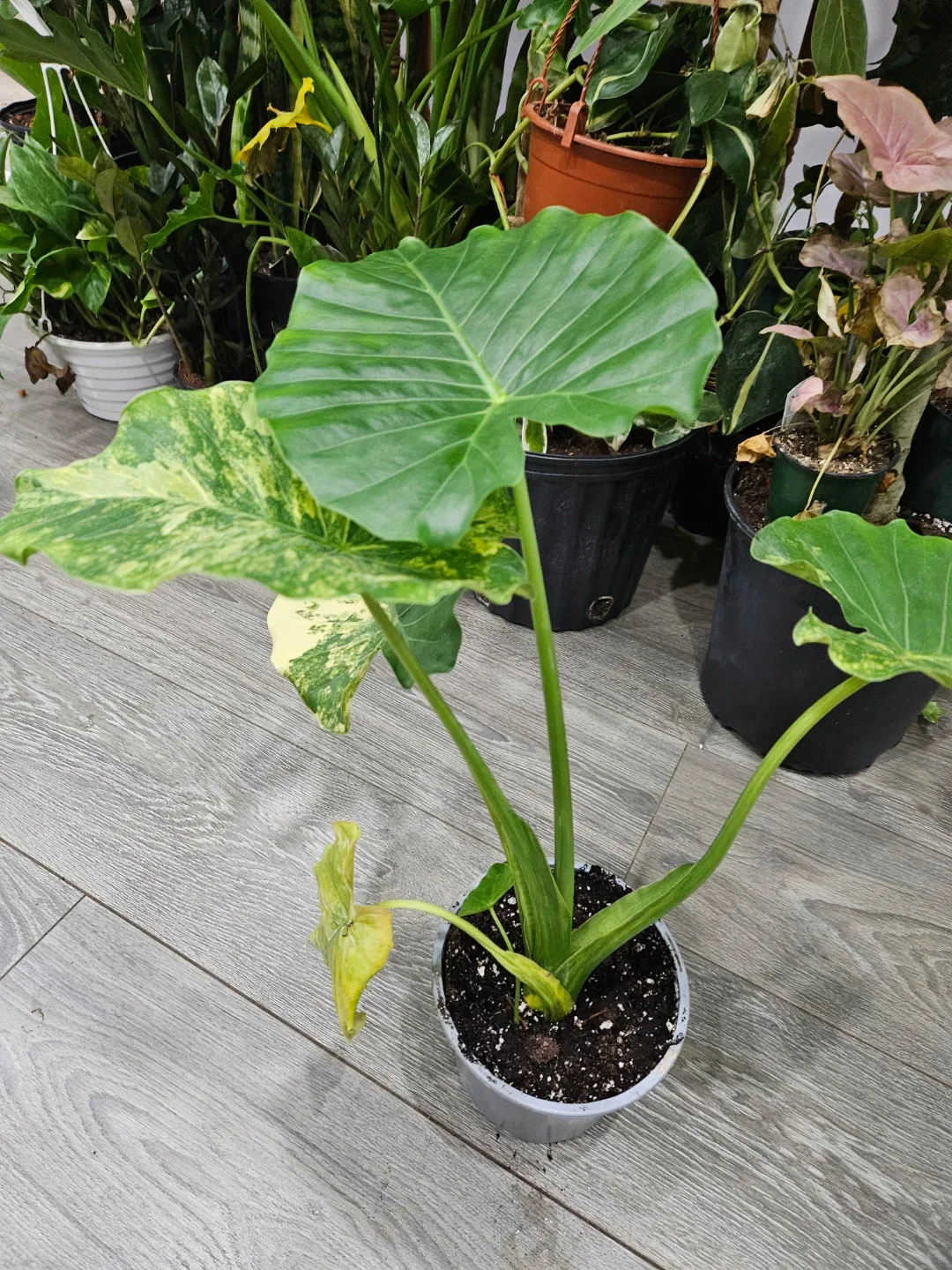 Alocasia Plant🥕 image indicator(4)