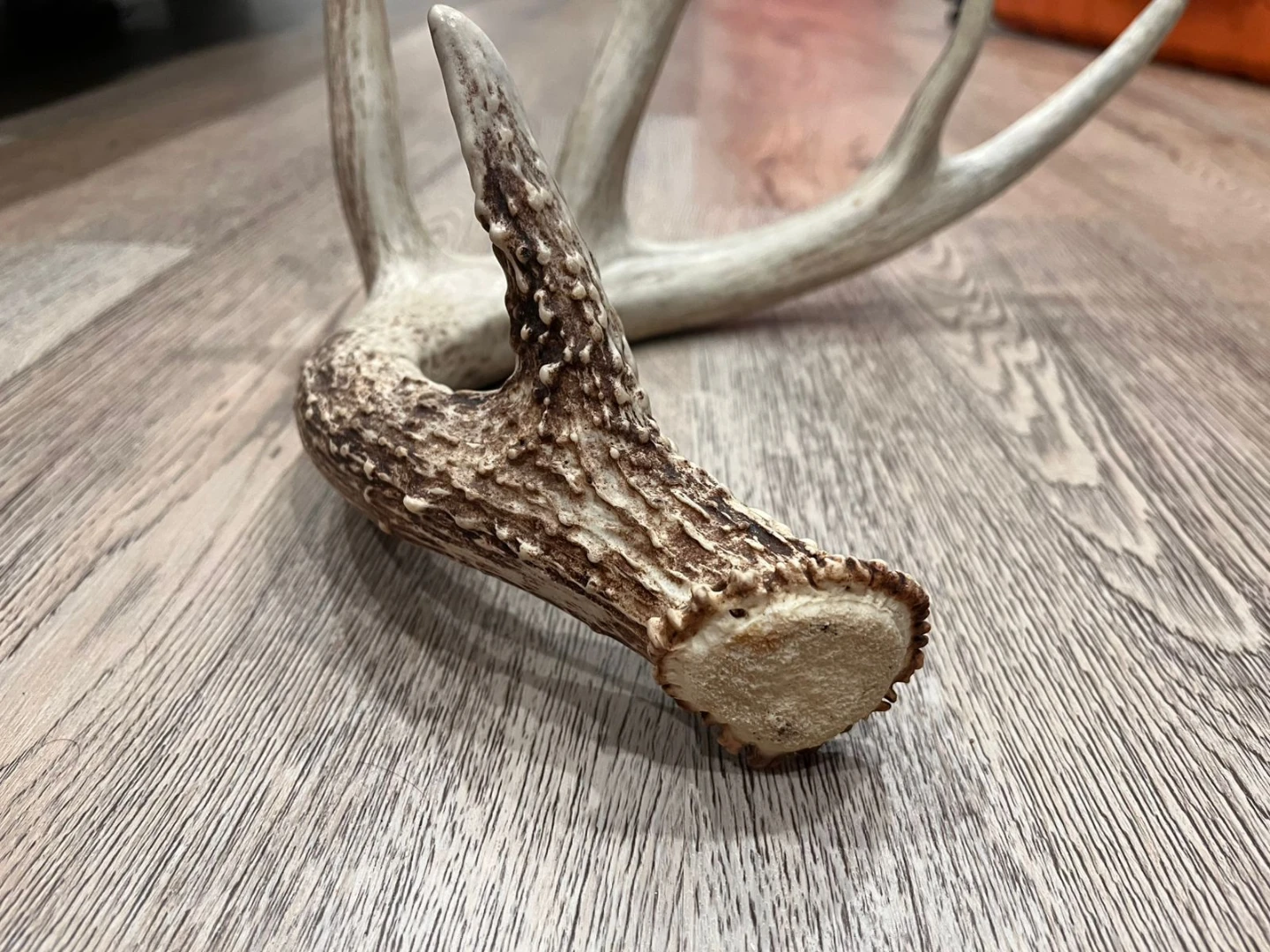 Deer Antler Shed - photo 2
