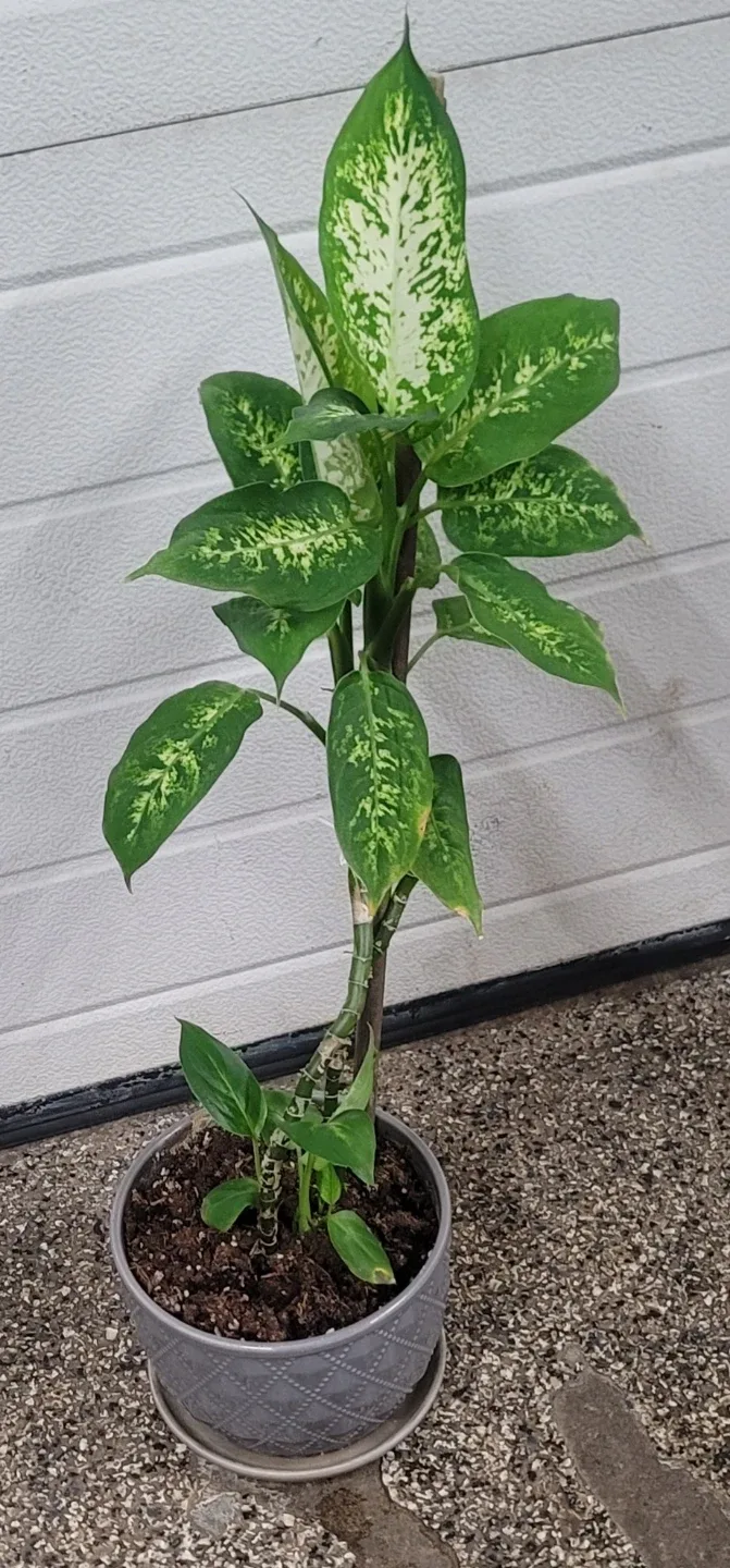 Dieffenbachia Plant image indicator(2)