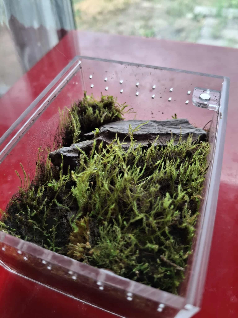 Mini World | C | Terrarium
