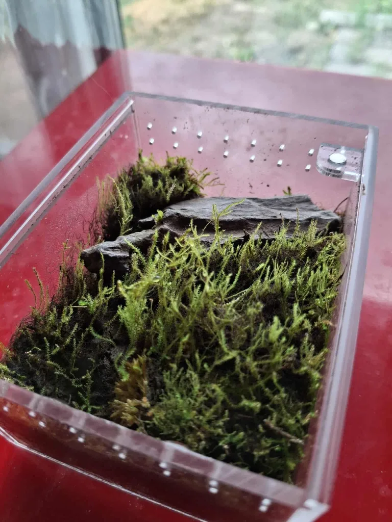 Mini World | C | Terrarium thumbnail