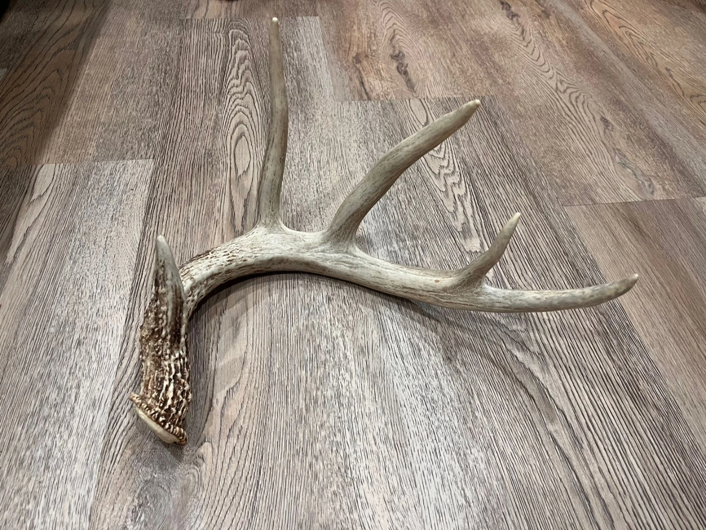 Deer Antler Shed - photo 4