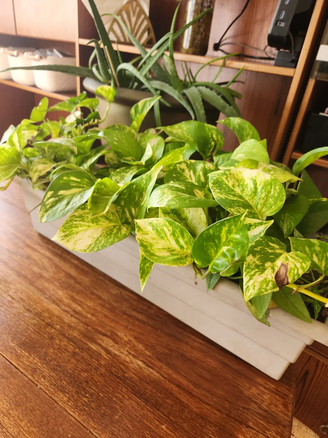 Variety of House Plants image indicator(3)