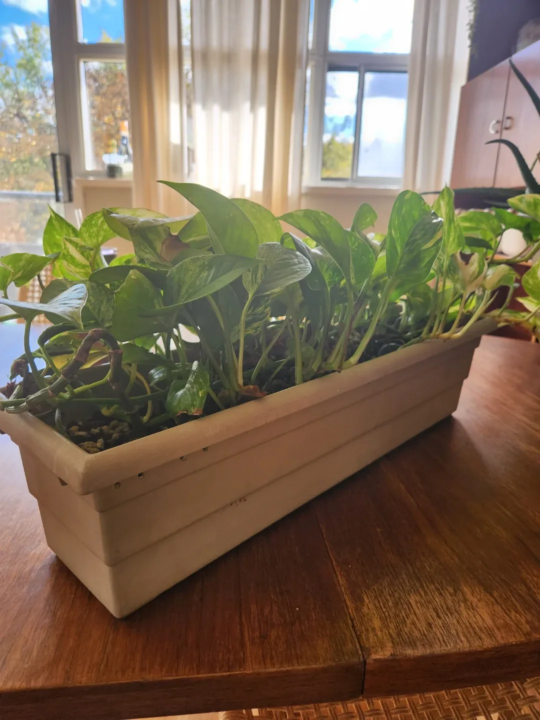 Variety of House Plants image indicator(4)