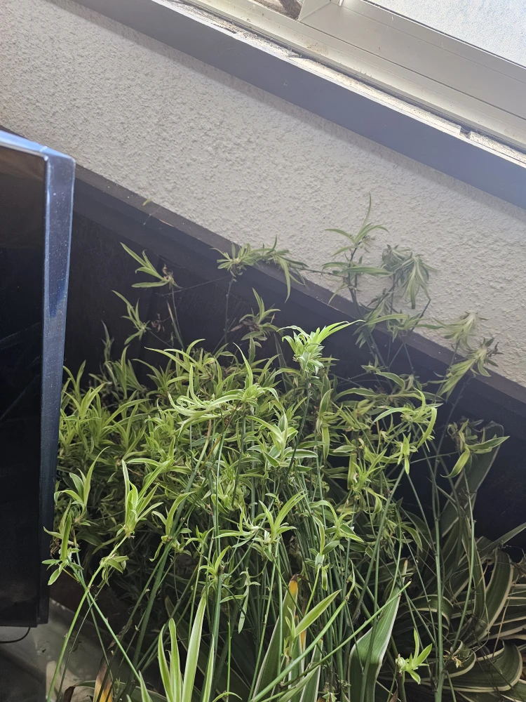 Spider plants - photo 3
