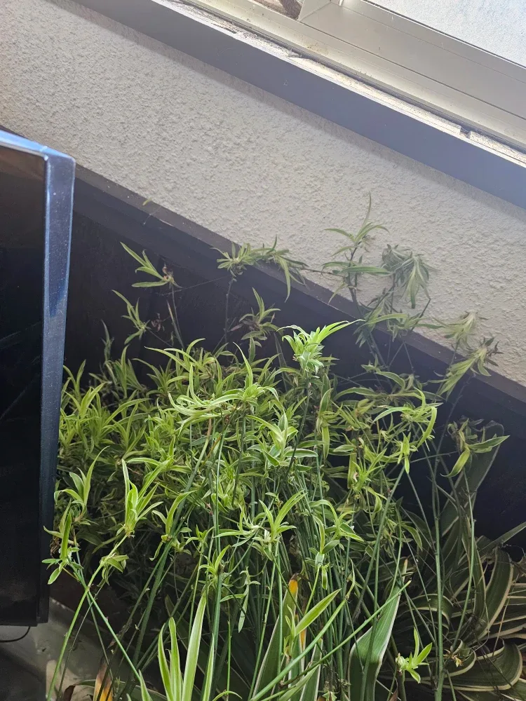 Spider plants image indicator(3)