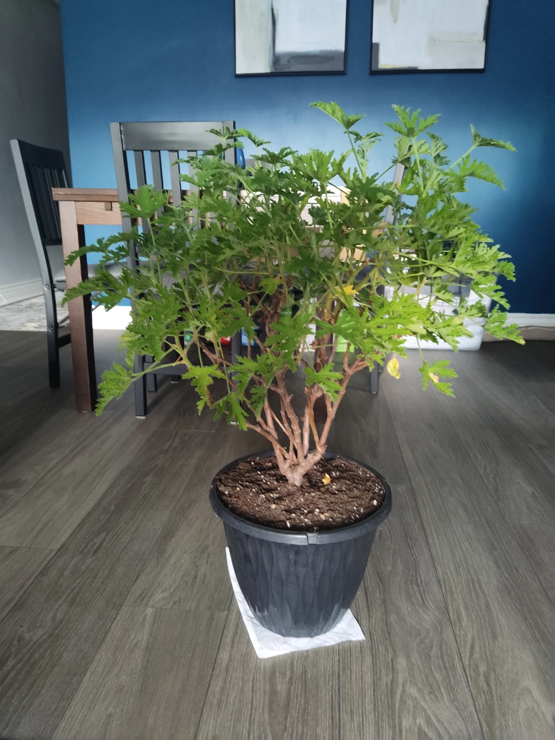 Large Healthy Citronella Plant in Pot - photo 3