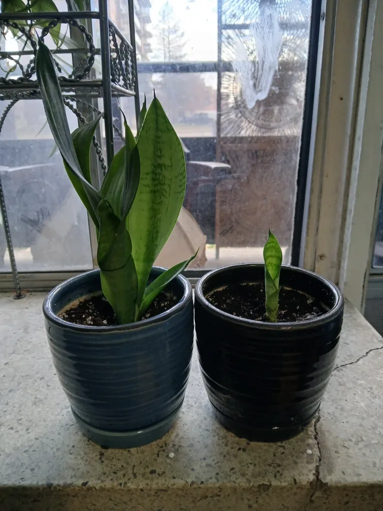 Two potted snake plants image indicator(2)