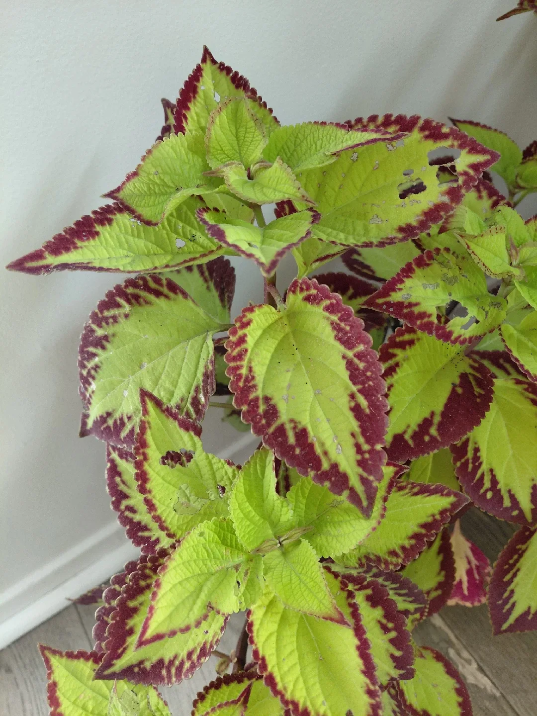 Coleus Plant 🥕 image indicator(2)