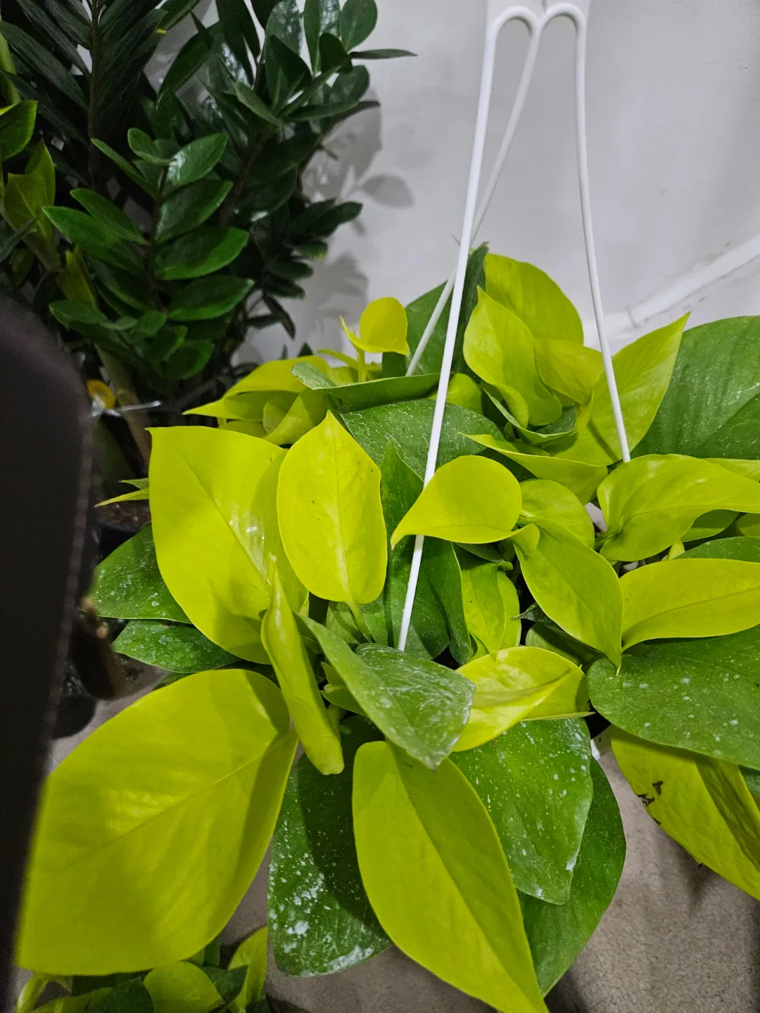 Noen Pothos 8"hanging basket Plant image indicator(2)