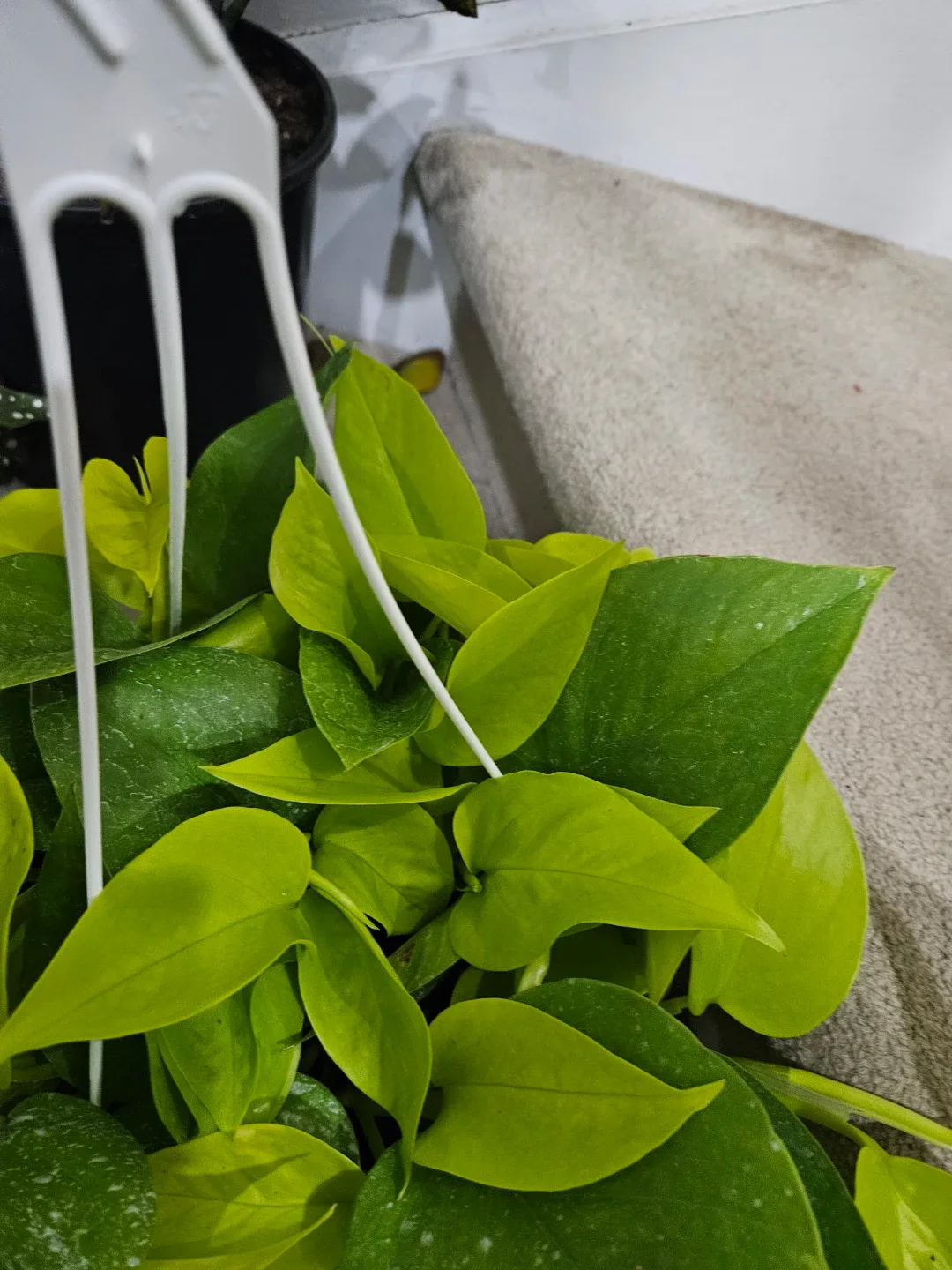 Noen Pothos 8"hanging basket Plant image indicator(3)