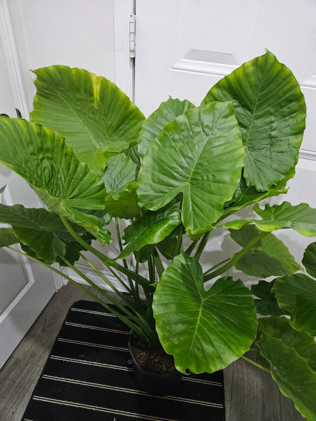 Alocasia odora Plant in 10"pot image indicator(5)