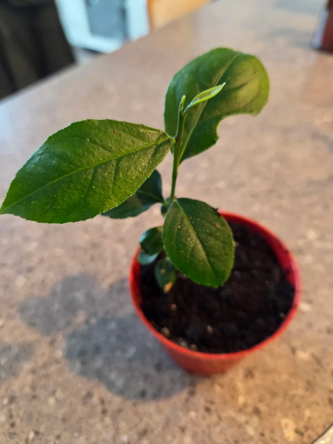 Lemon Tree Seedling in Pot