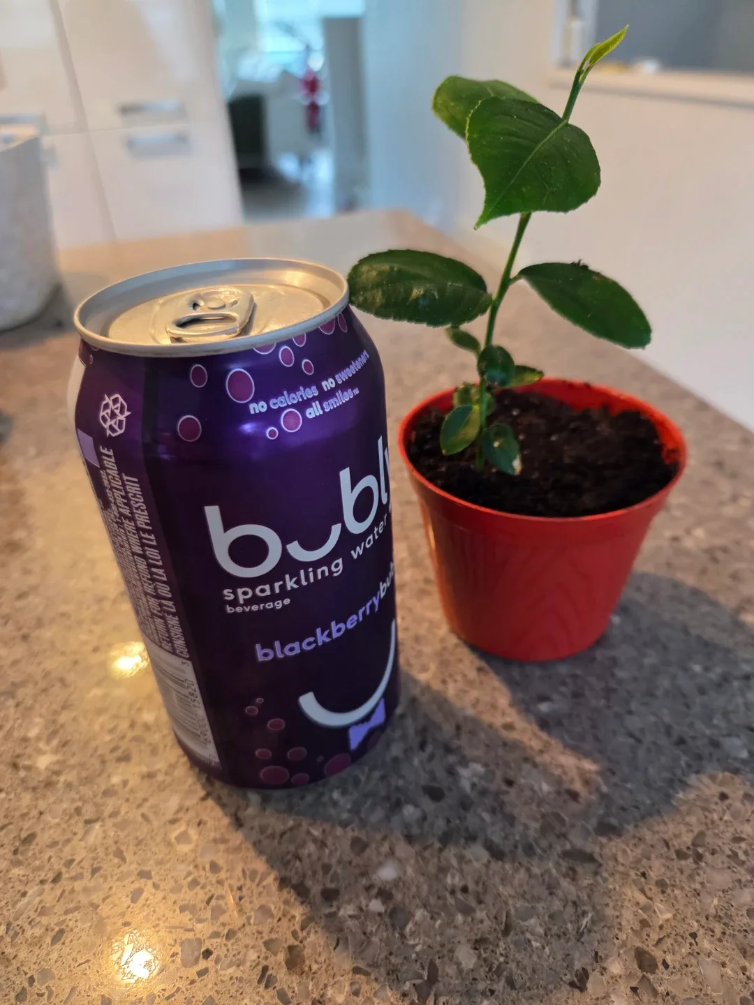 Lemon Tree Seedling in Pot image indicator(2)