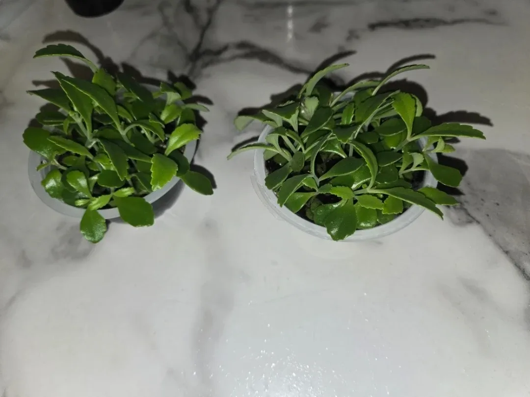 Mother of Thousands Plant✨️🌸👩‍🍼