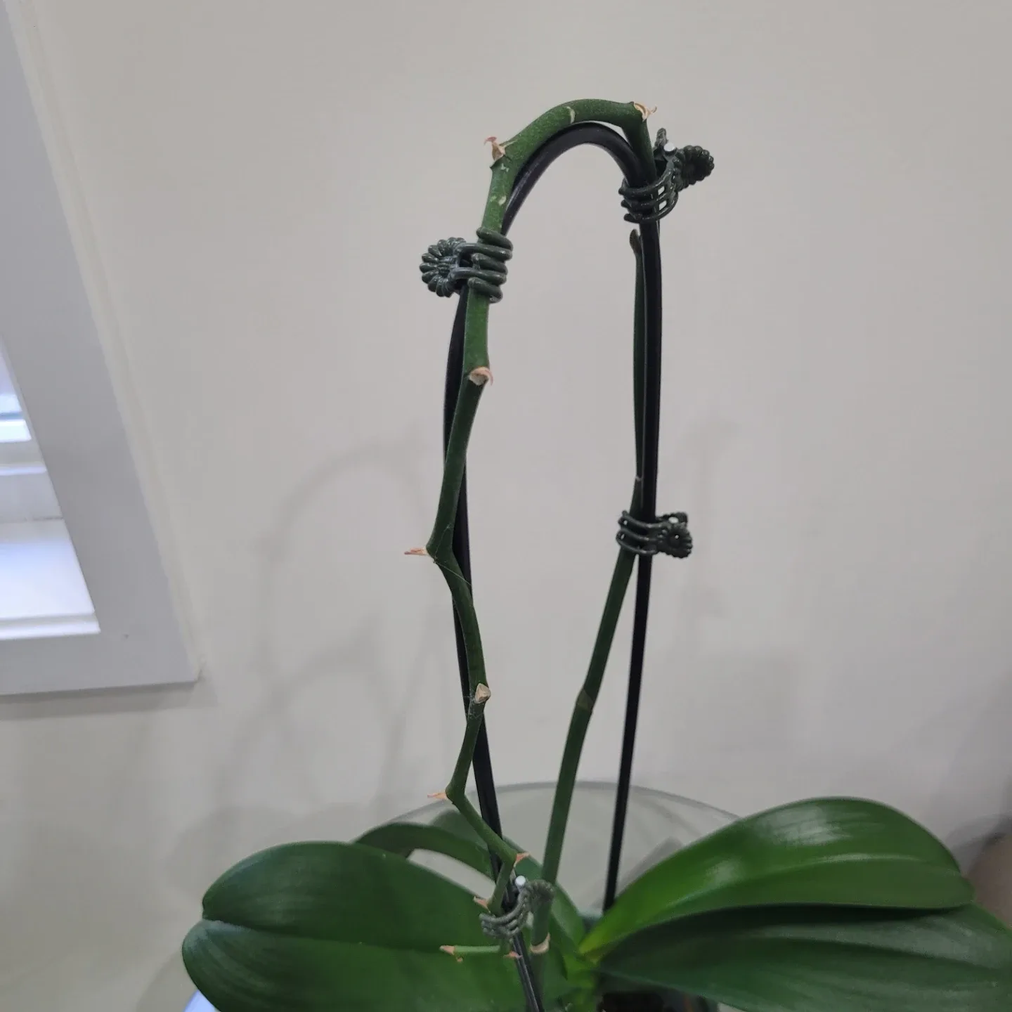 Orchid With Pot image indicator(4)