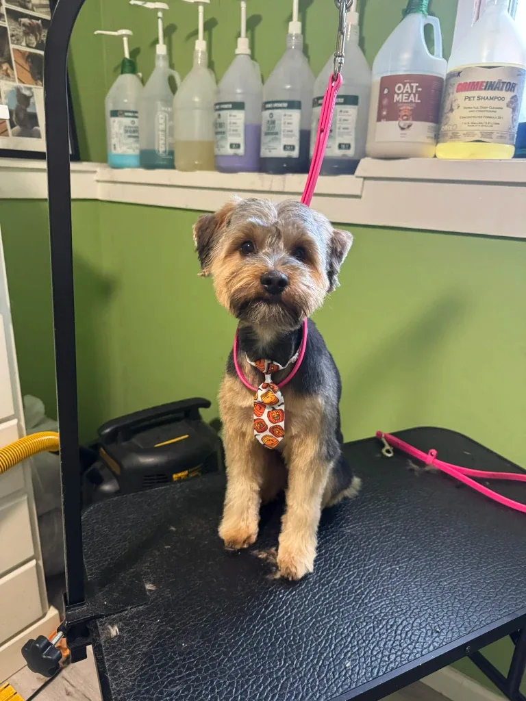 Dog Grooming image indicator(2)