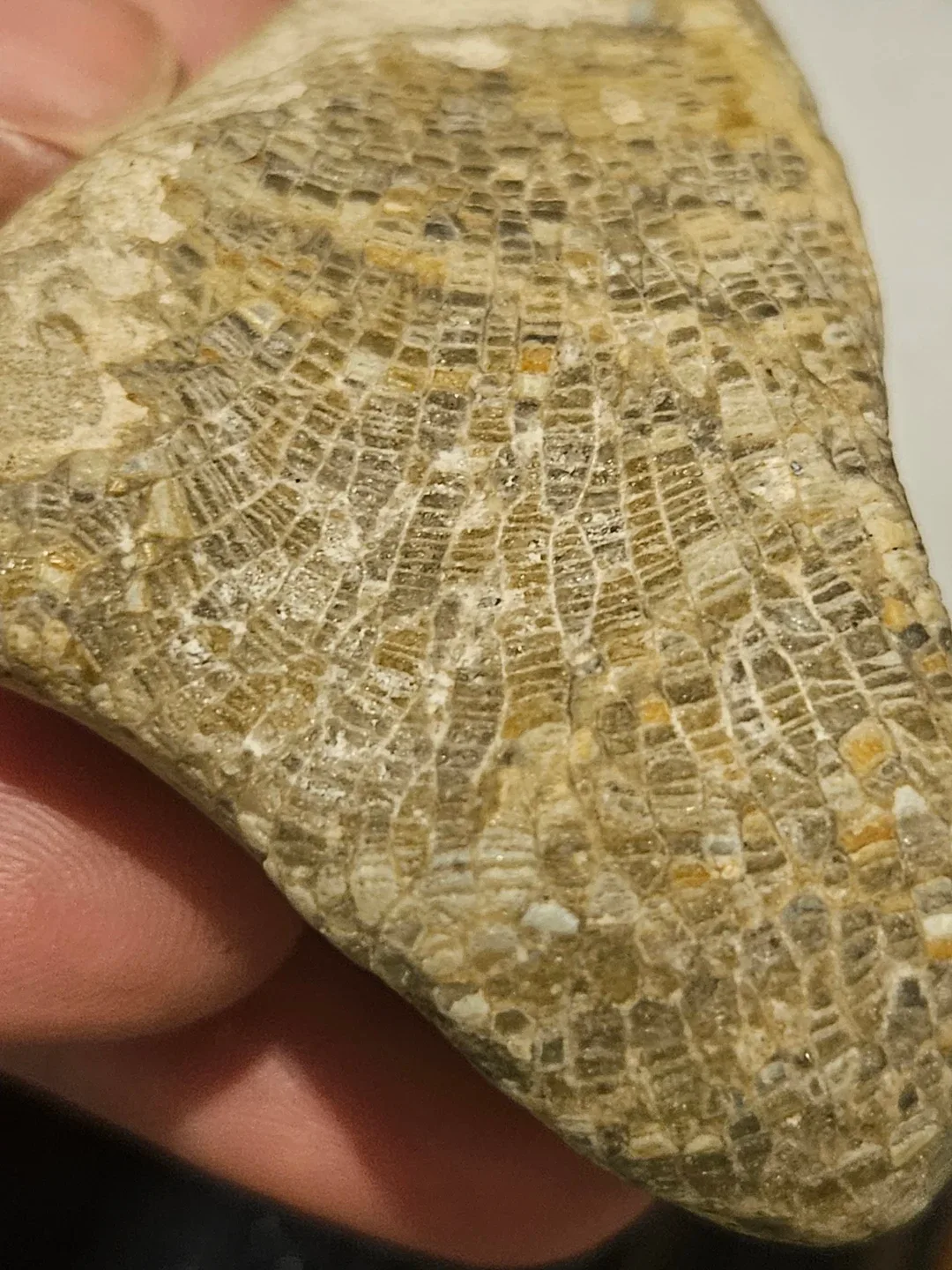 Fossil stone image indicator(3)