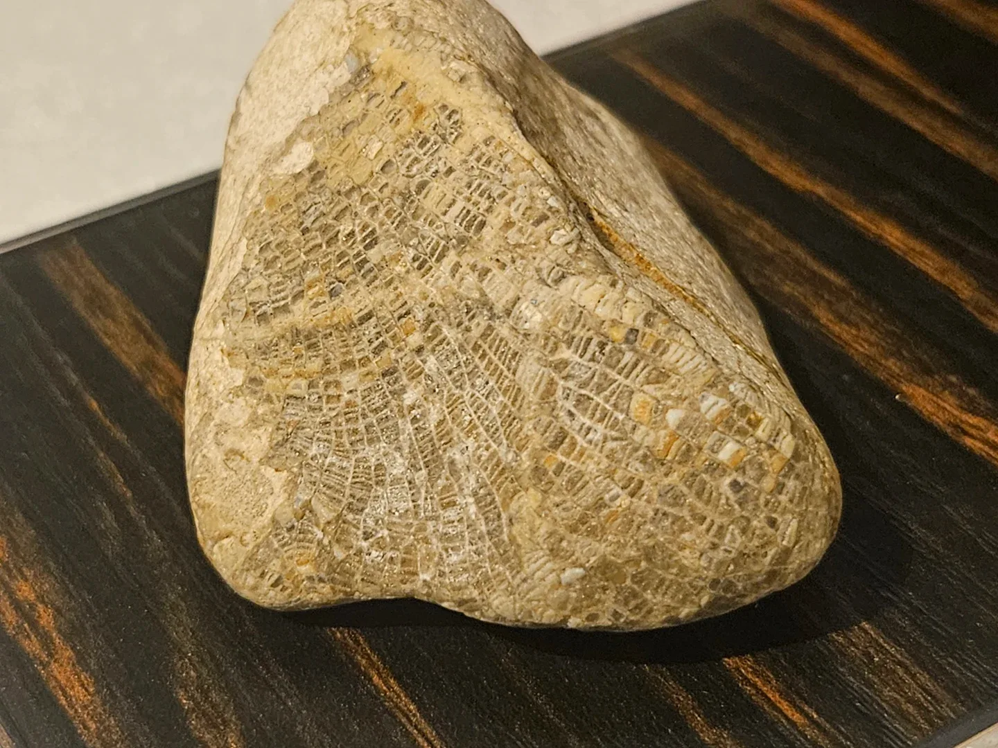 Fossil stone image indicator(4)