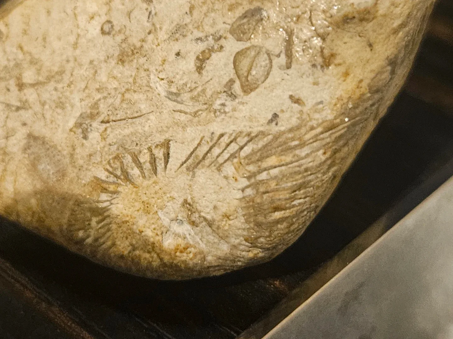 Fossil stone image indicator(5)