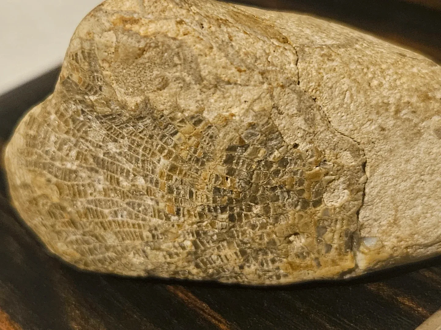 Fossil stone image indicator(8)