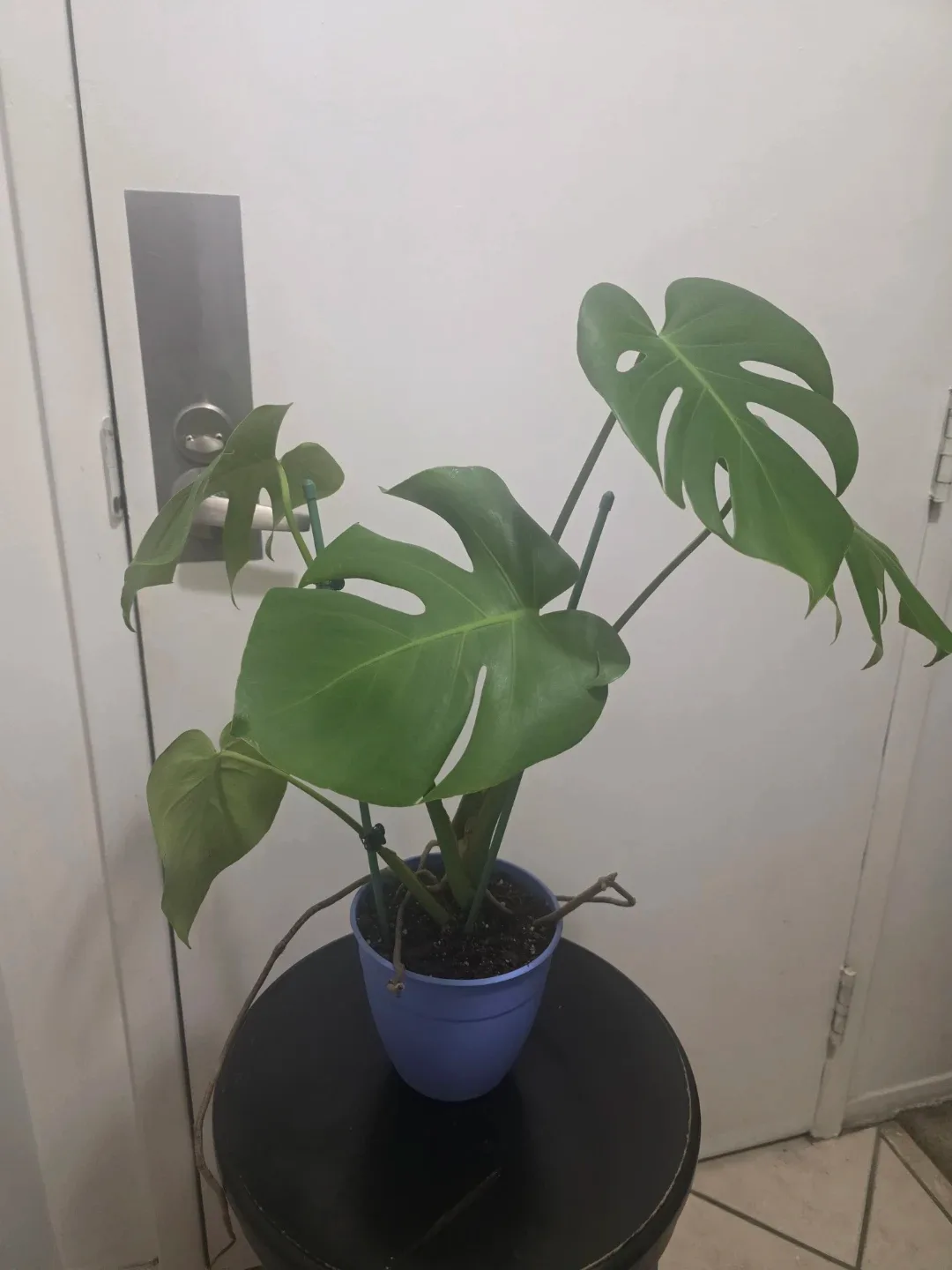 🥕Monstera Plant in Blue Pot