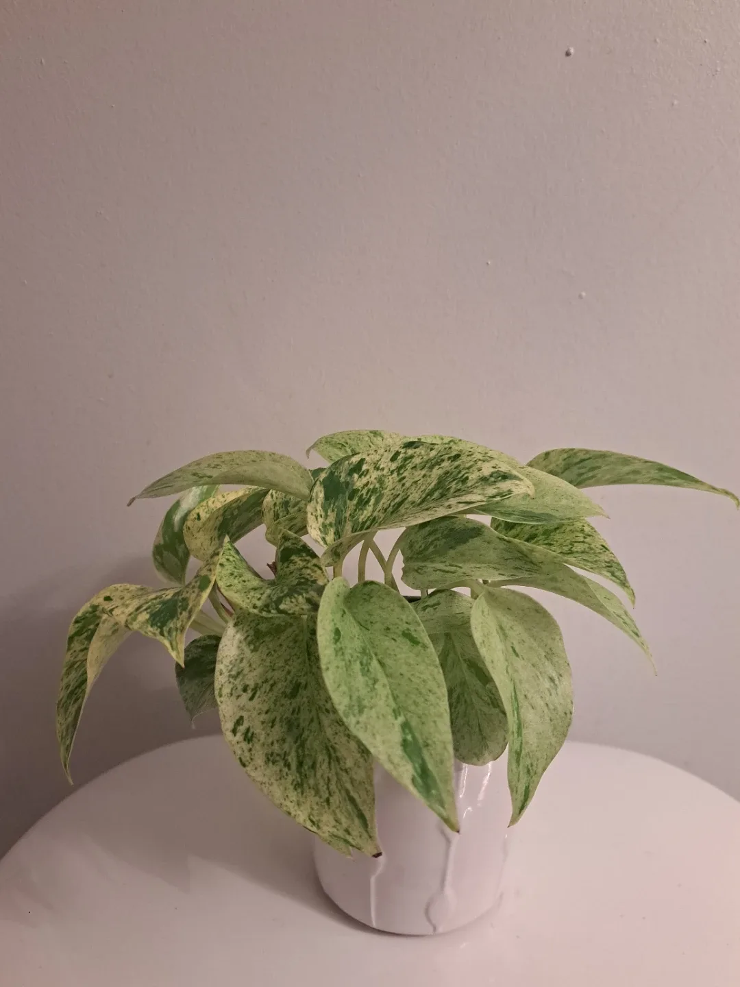 Snow Queen Pothos Plant image indicator(4)