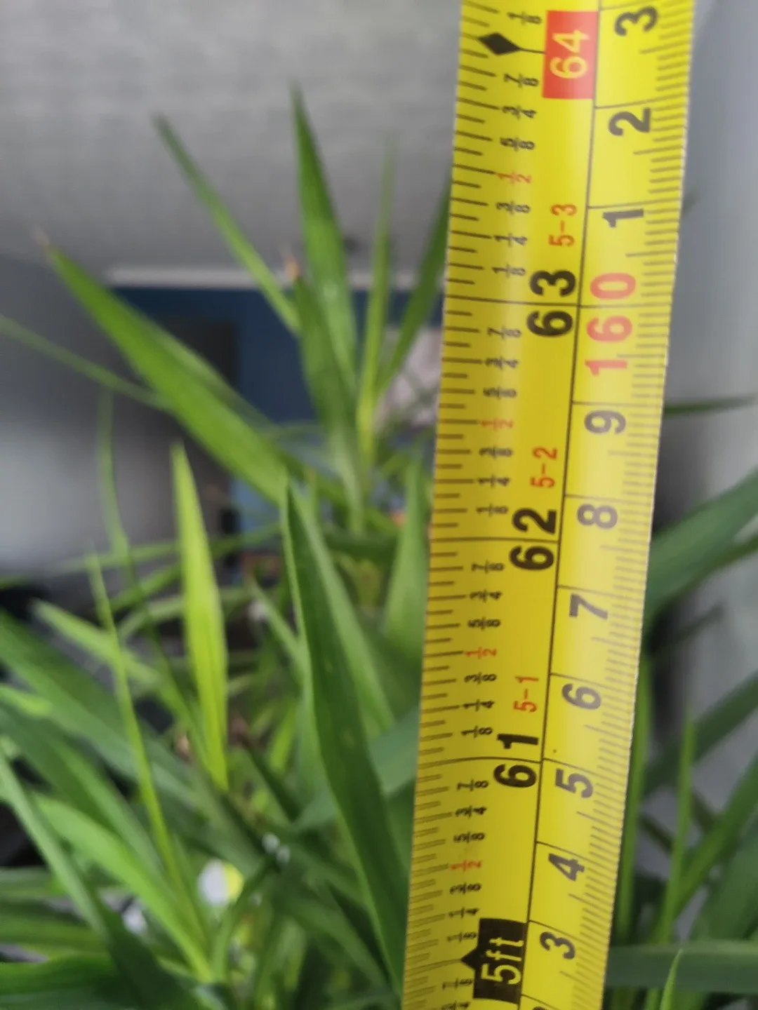 Set of 2 Large Healthy Yucca Plants with Pots image indicator(4)