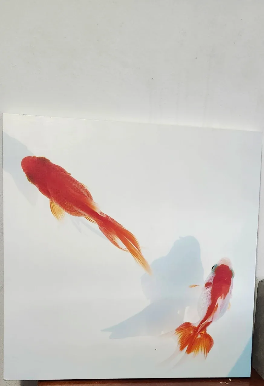 Goldfish Wall Art image indicator(2)