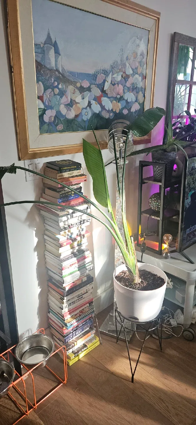 Bird of Paradise Plant