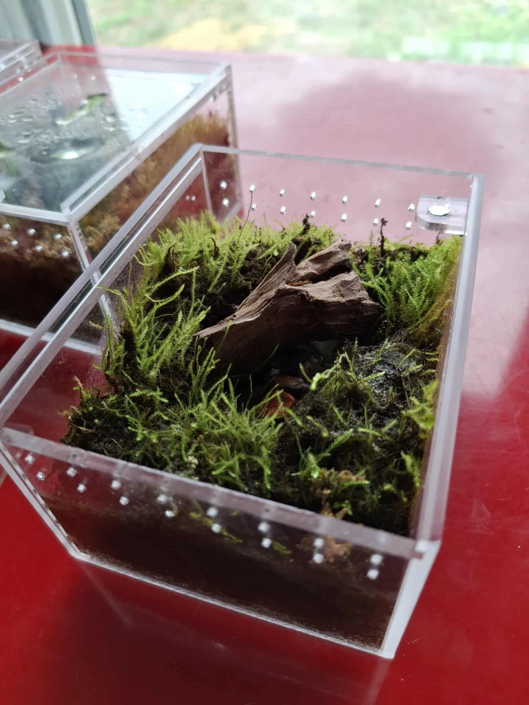 Mini World | A | Terrarium