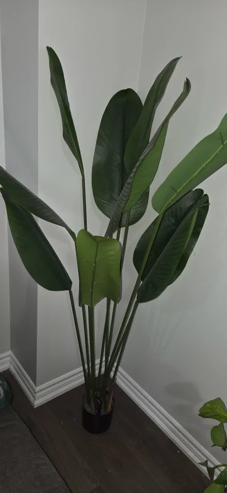 Faux Bird of Paradise Plant image indicator(2)