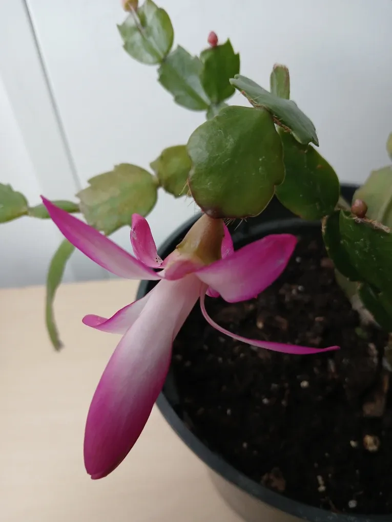 Potted Christmas Cactus. It's available. Firm price. image indicator(3)