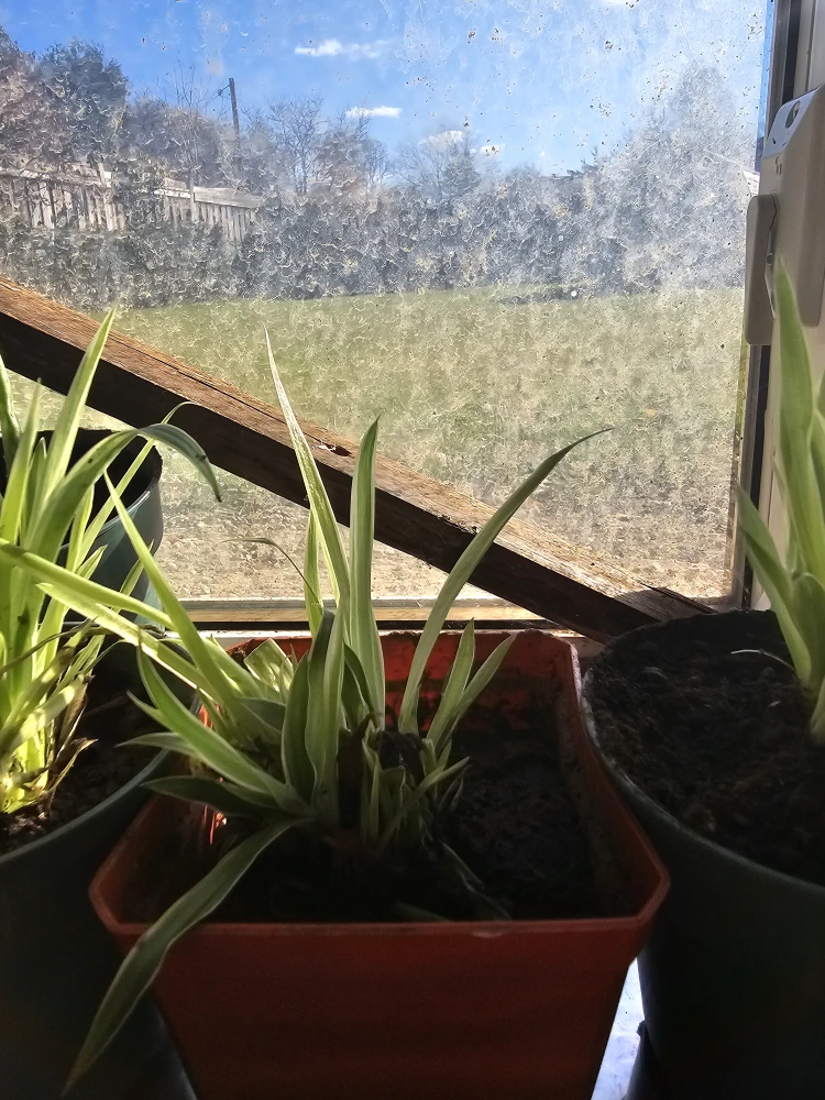 25 spider plants in a pot