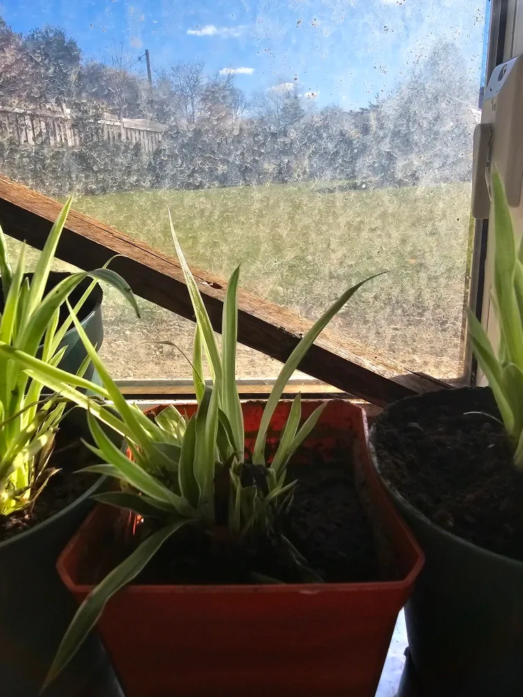 25 spider plants in a pot