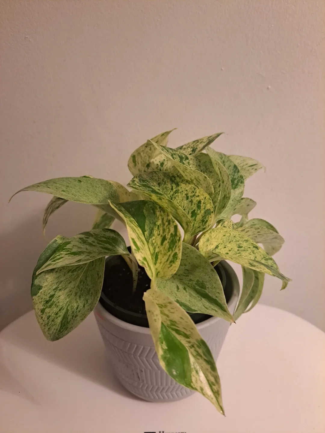 Snow Queen Pothos Plant thumbnail