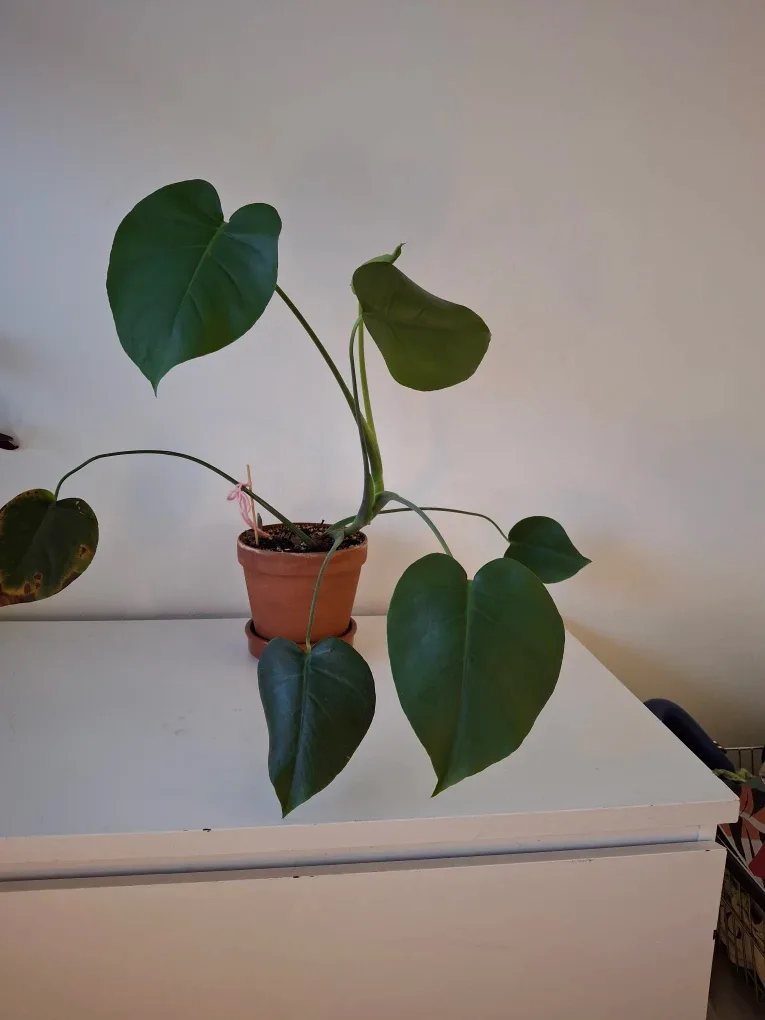 Monstera Plant