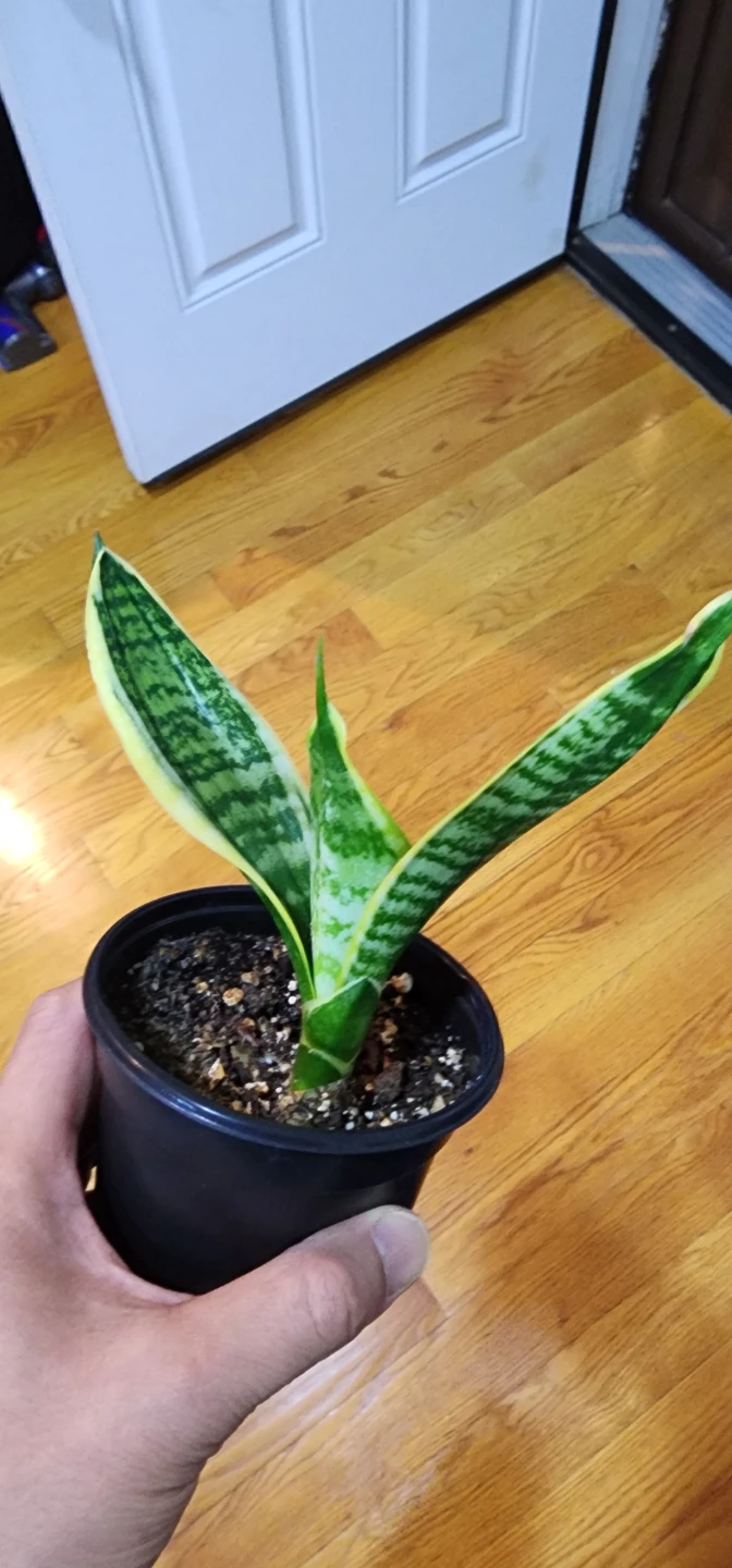Snake Plant in Black Pot