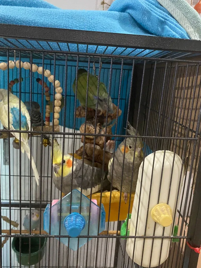 Large Bird Cage with Accessories image indicator(2)