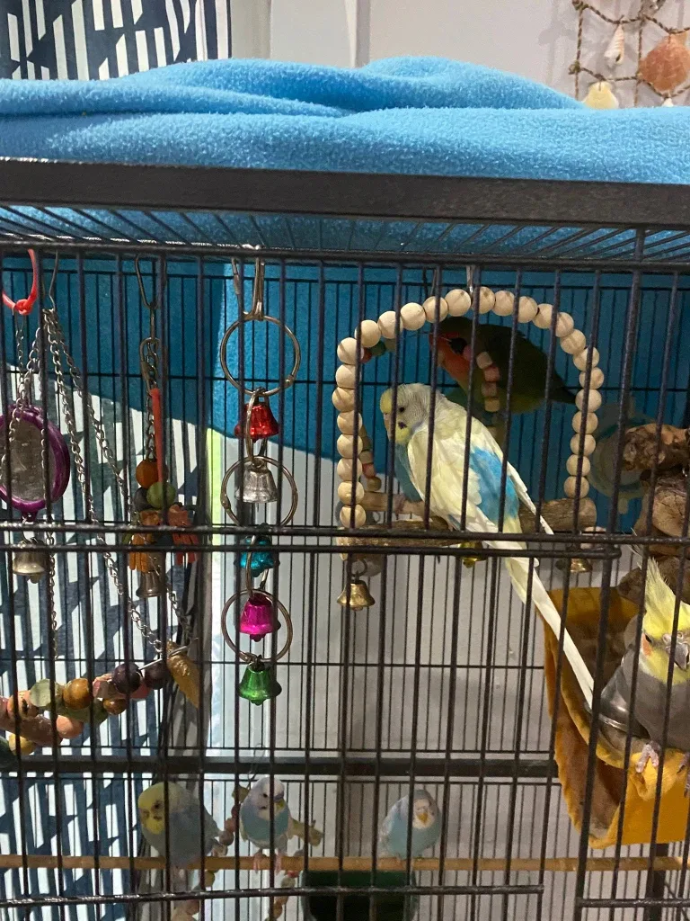 Large Bird Cage with Accessories image indicator(3)