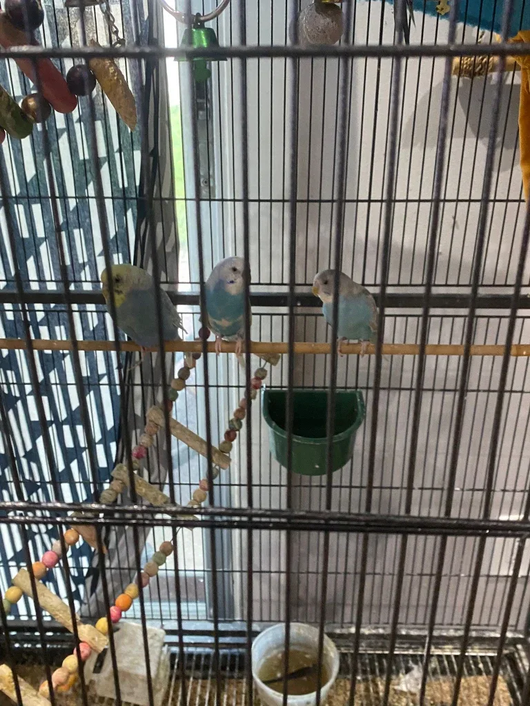 Large Bird Cage with Accessories image indicator(4)