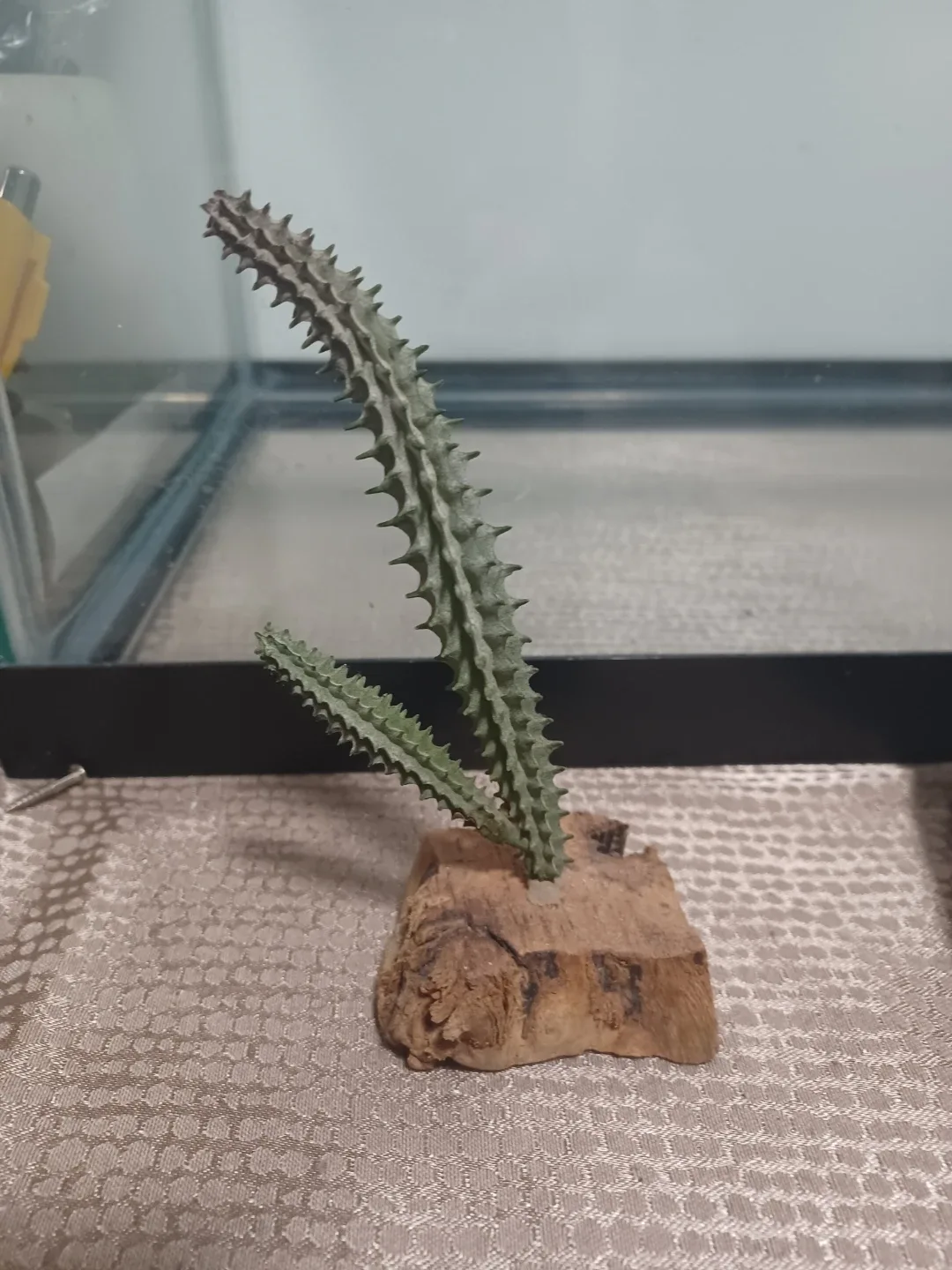 Reptile Terrarium & Accessories image indicator(8)